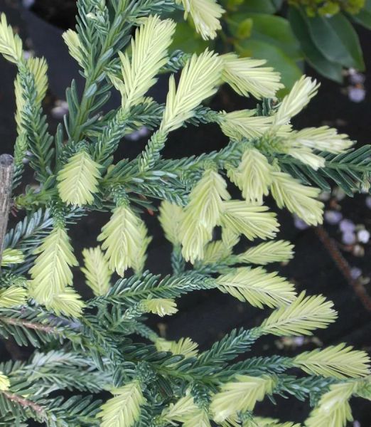 Sequoia sempervirens 'Adpressa'